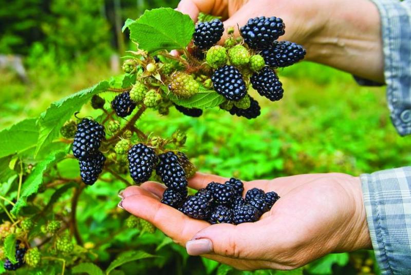 blackberries - Quả mâm xôi đen