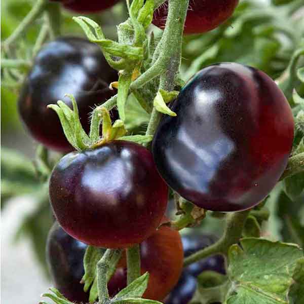 Cây cà chua đen rất sai quả và tốc độ phát triển nhanh