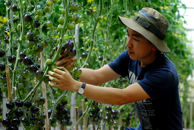 Cách trồng và chăm sóc cây cà chua đen