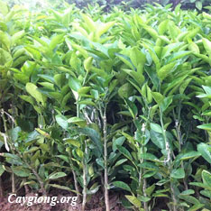 Cây Cam Cara Ruột đỏ