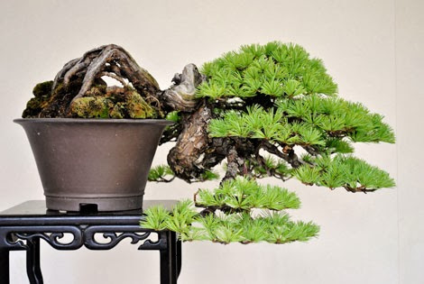 Nguyên tắc chọn chậu cho cây thế bonsai