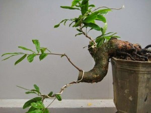 Cây bonsai dáng thác đổ