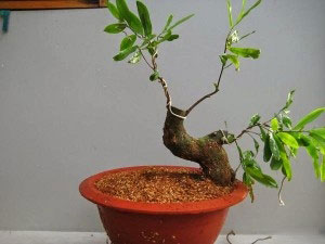 Cây bonsai dáng thác đổ