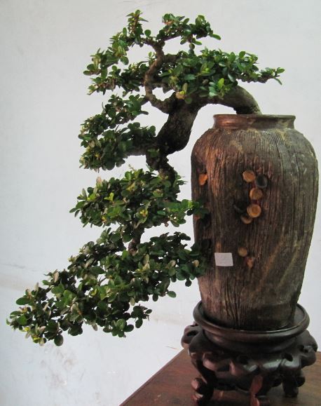 Nguyên tắc chọn chậu cho cây cảnh bonsai
