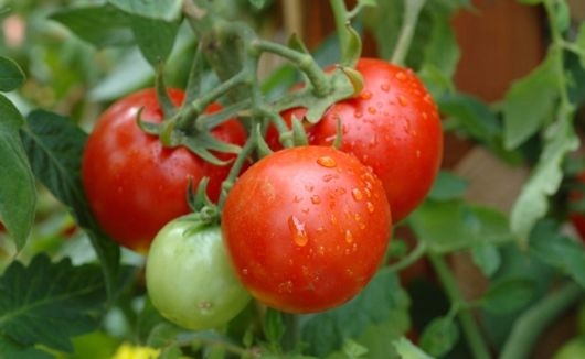 Cách trồng cà chua trong thùng xốp
