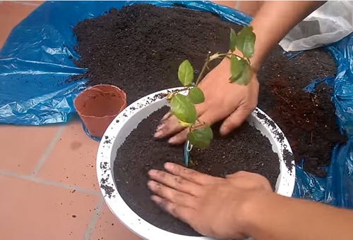 Kỹ thuật trồng hoa hồng trong chậu tại nhà