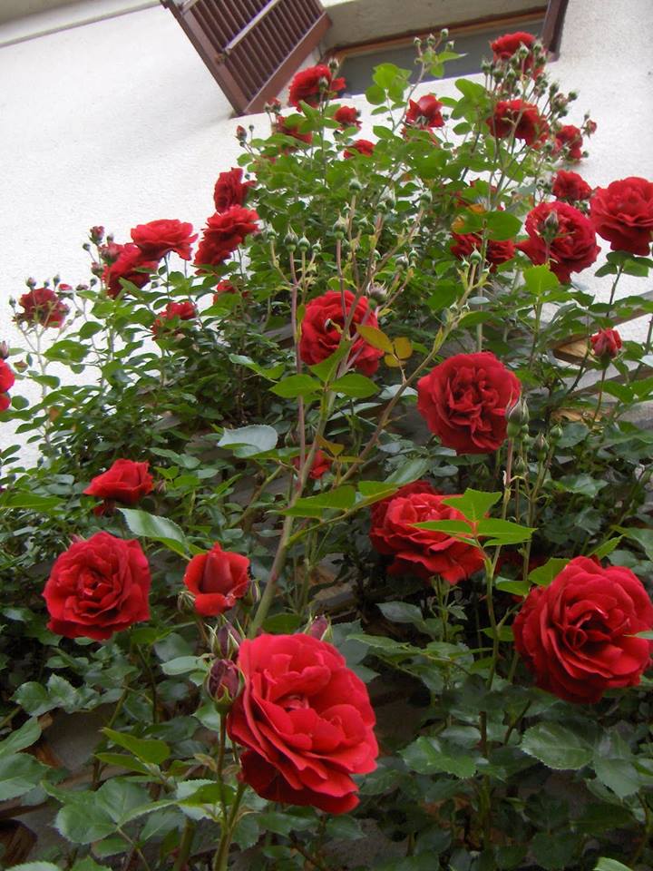 Hoa hồng leo cổ hải phòng, hoa hồng leo pháp, hoa hồng nhung pháp