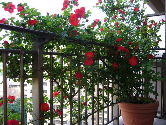 Hoa hồng leo trồng trong chậu