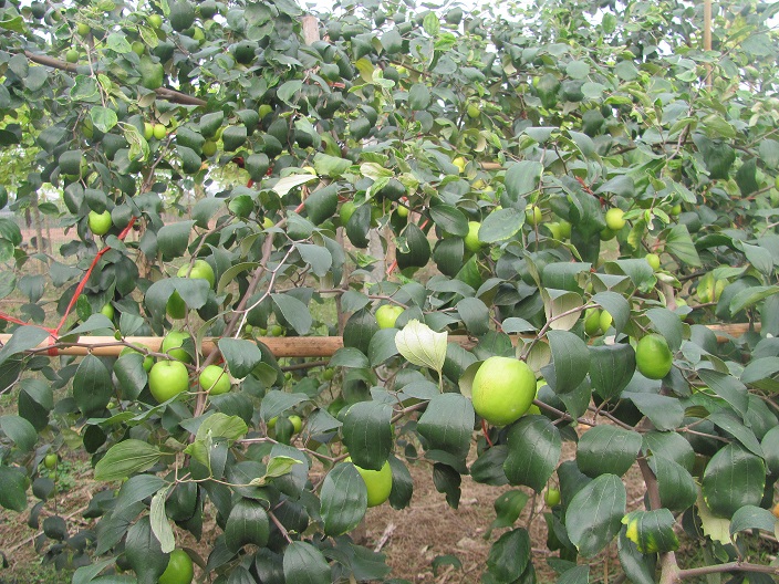 Cách trồng và chăm sóc cây táo đại