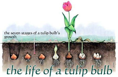 Hướng dẫn trồng hoa tulip nở dịp tết