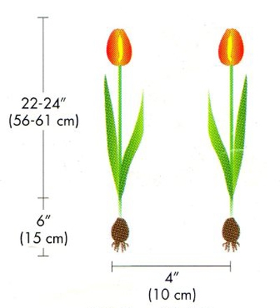 Hướng dẫn trồng hoa Tulip nở dịp Tết