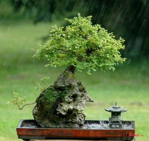 Cây bonsai bám đá