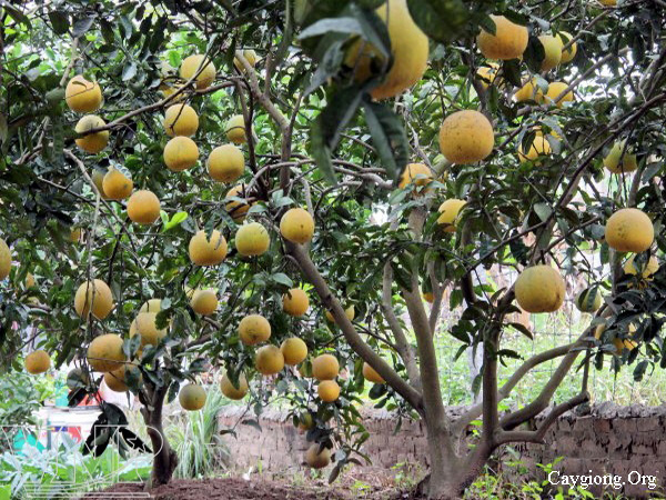 Cây giống ăn quả, cây công trình, cây nội thất Đại học nông nghiệp Hà Nội