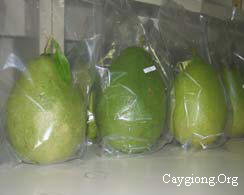 Bảo quản trái bưởi bằng màng chitosan