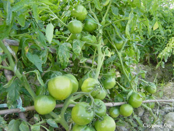 Kỹ thuật trồng cà chua hồng châu