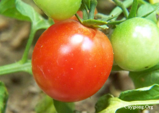 Kỹ thuật trồng cà chua vụ đông xuân