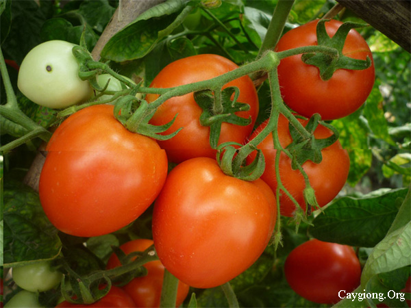 Kỹ thuật trồng cà chua lai f1
