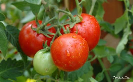 Kinh nghiệm chăm sóc cà chua trái vụ