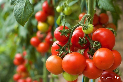 Kỹ thuật trồng cà chua bi  - Chery Tomato