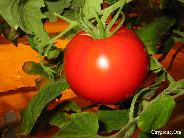 Cách trồng cà chua an toàn