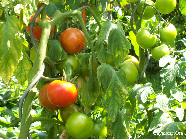 Quy trình trồng cà chua