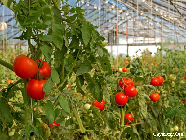 Quy trình trồng cà chua sạch