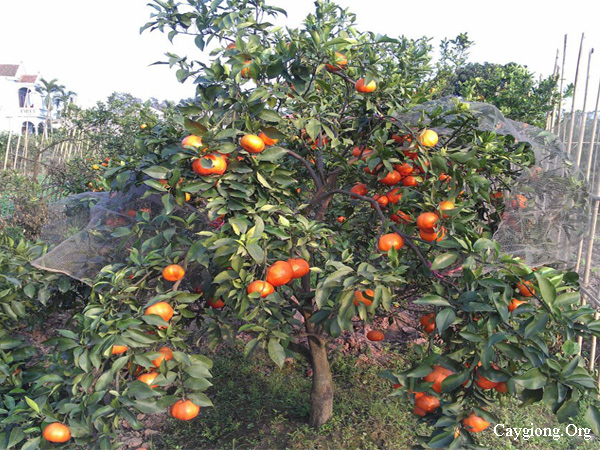 Kinh nghiệm trồng cam đường canh