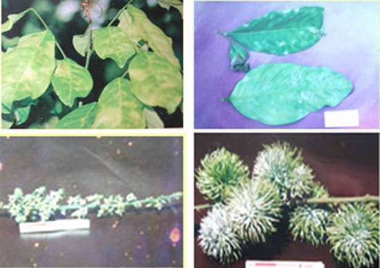 Bệnh phấn trắn do nấm gây hại trên cây chôm chôm
