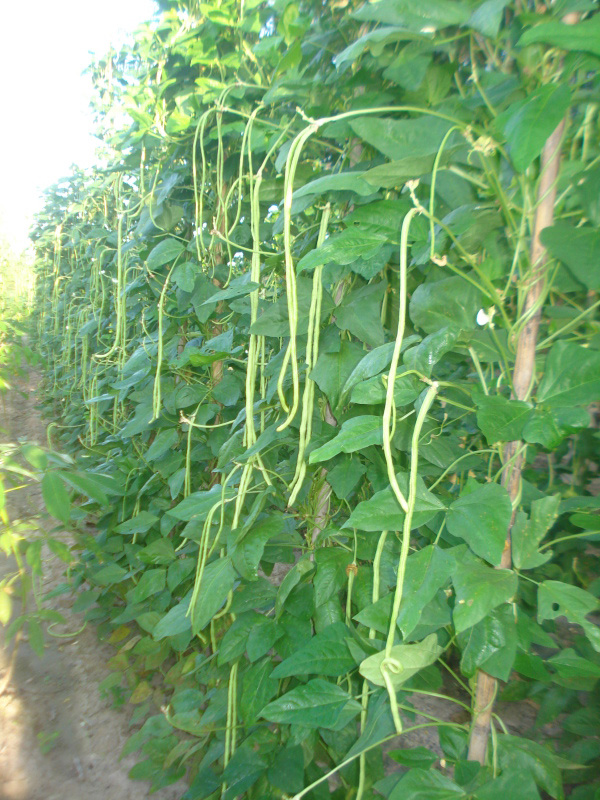 Kỹ thuật trồng đậu đũa vụ hè thu