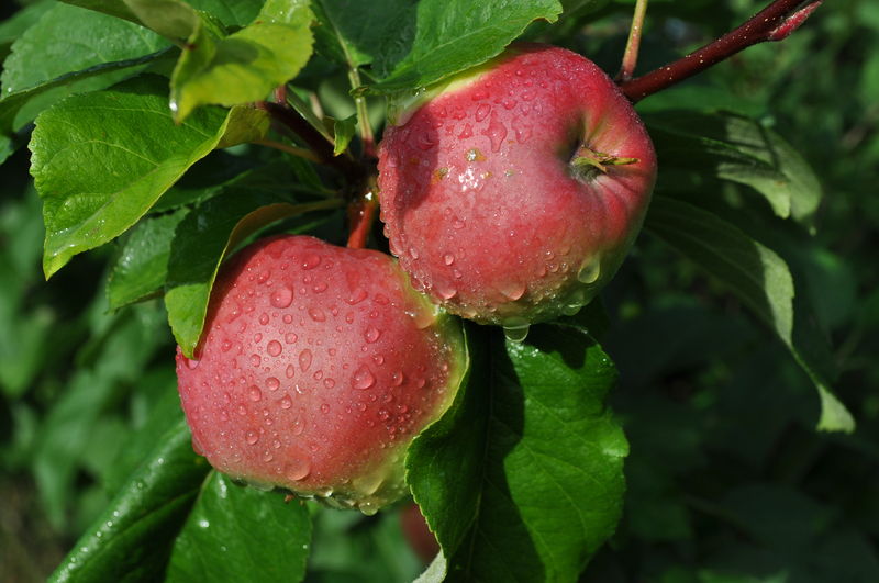 Quả táo tây Malus domestica