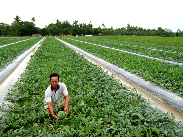 Kỹ thuật trồng dưa hấu với màng phủ nông nghiệp
