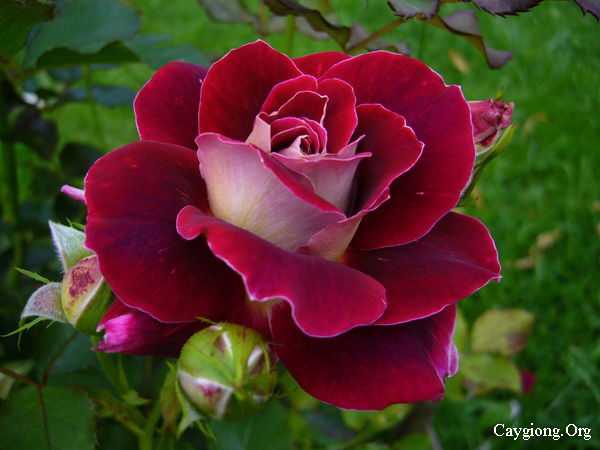 Hoa hồng pháp