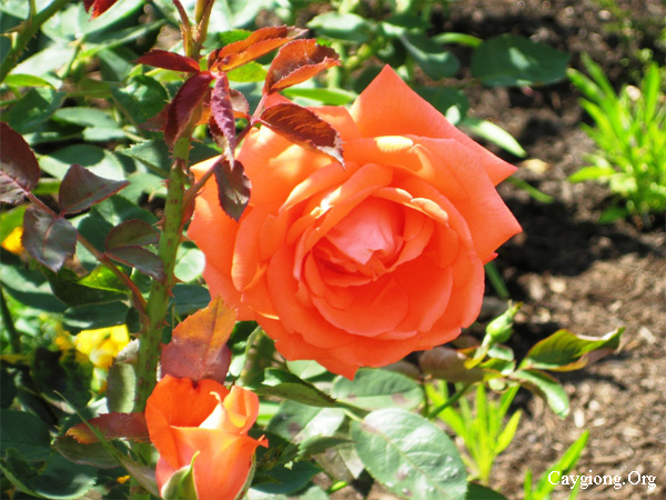 Kỹ thuật trồng và chăm sóc cây hoa hồng