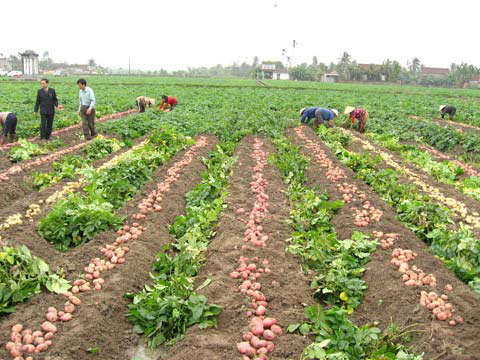 Kỹ thuật trồng khoai tây sau lụt