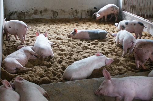 Quy trình kỹ thuật nuôi Lợn đệm lót sinh học