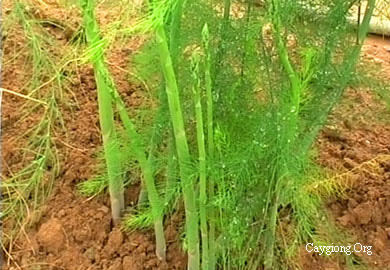 Kỹ thuật trồng cây măng tây an toàn