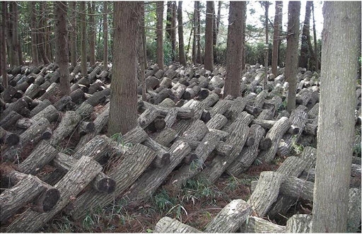 Giàn gỗ trồng nấm rơm