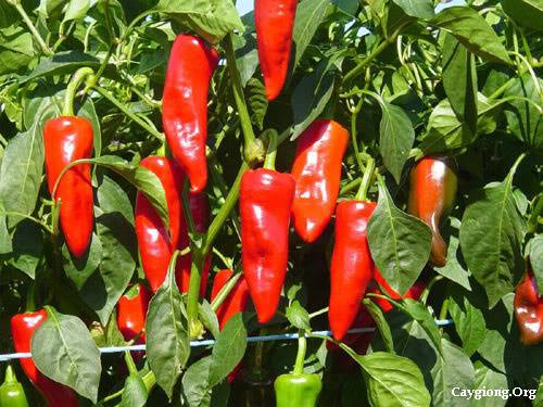 Kỹ thuật trồng cây ớt