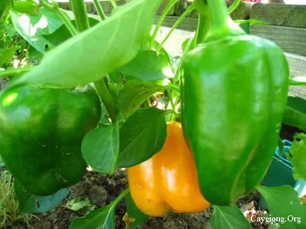 Phương pháp trồng ớt chuông ớt ngọt