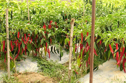 Kỹ thuật trồng ớt sạch - ớt xuất khẩu