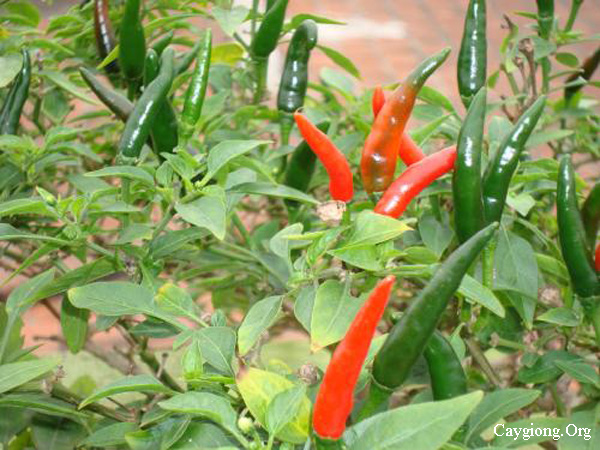 Những điều cần biết khi trồng ớt