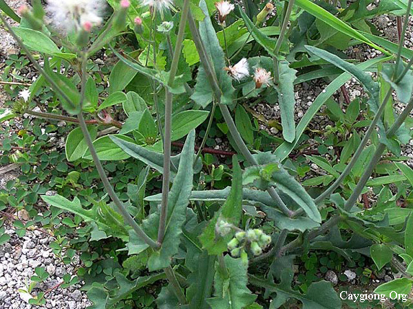 Emilia sonchifolia - rau chua lè
