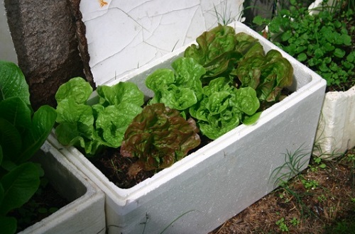 Cách trồng rau sạch trong thùng xốp tại nhà