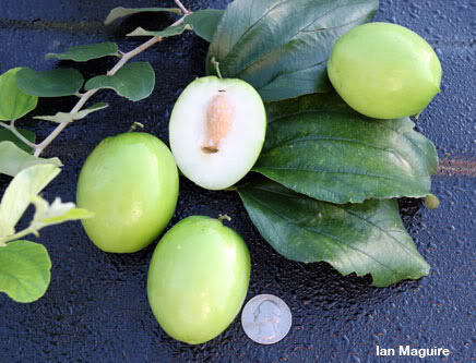 Công dụng và cách dùng cây táo chua chữa bệnh