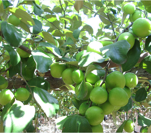 Kỹ thuật trồng và chăm sóc cây táo đúng cách