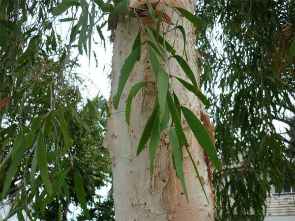 Cây  tràm úc, tràm lá dài - Melaleuca leucadendra