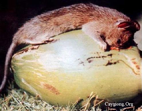 Chuột ăn trái dừa