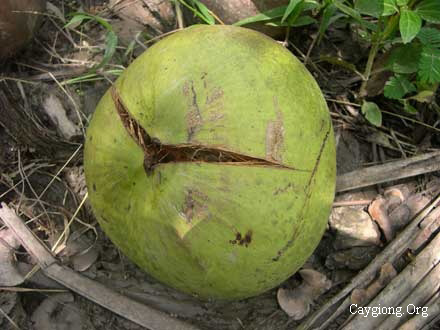 Bệnh dừa nứt trái rụng trái do nấm
