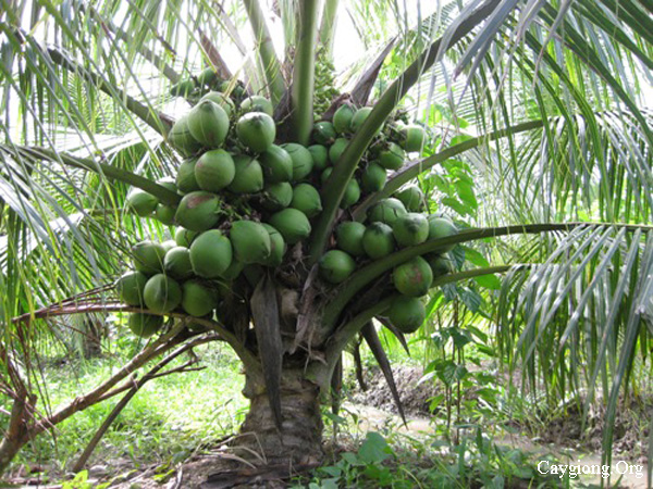 Kỹ thuật trồng dừa xiêm dứa