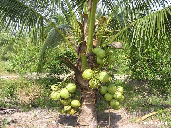 Kỹ thuật trồng dừa